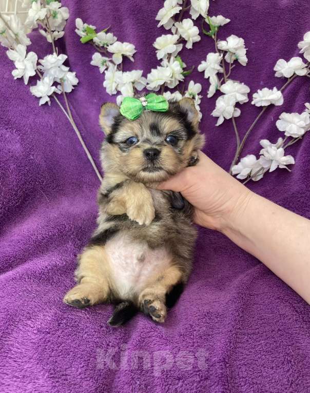Собаки в Москве: Голубоглазый йорк мальчик мраморный Мальчик, 120 000 руб. - фото 9