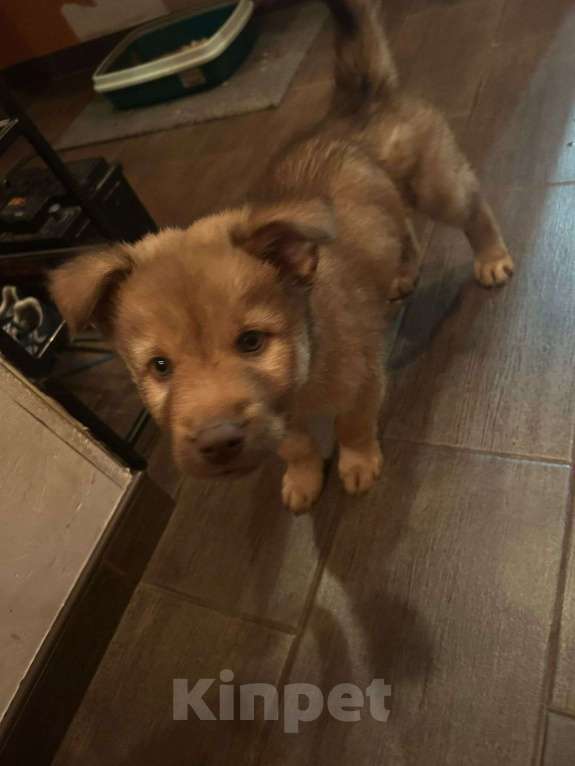 Собаки в Нижнем Тагиле: Щенок в добрые руки Мальчик, Бесплатно - фото 1