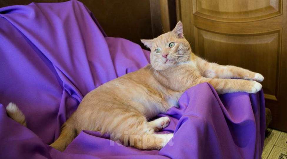 Кошки в Москве: Крупный рыжий кот Сэр Персиваль в добрые руки Мальчик, Бесплатно - фото 4