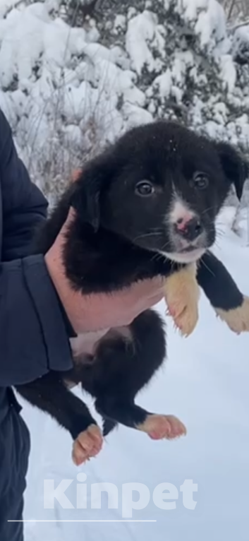 Собаки в Красногорске: Малышка Луна очень ждет свою семью  Девочка, Бесплатно - фото 4