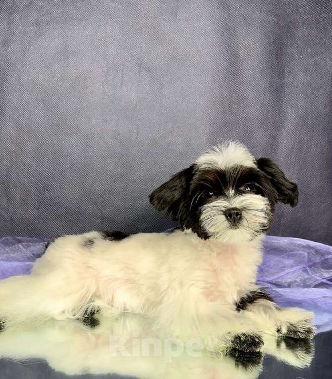 Собаки в Москве: Мальтипушка- минюшечная девочка. Девочка, Бесплатно - фото 2