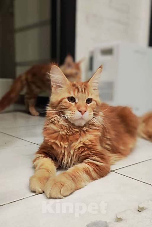 Кошки в Санкт-Петербурге: Котенок Мейн кун из питомника  Мальчик, 80 000 руб. - фото 1