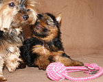 Собаки в Москве: Йоркширский терьер, щенок девочка Девочка, 60 000 руб. - фото 5