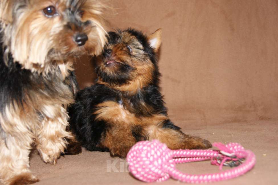 Собаки в Москве: Йоркширский терьер, щенок девочка Девочка, 60 000 руб. - фото 5