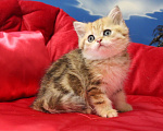 Кошки в Клине: Мраморная золотая девочка Девочка, 20 000 руб. - фото 4