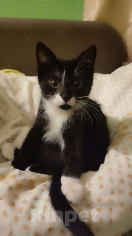 Кошки в Санкт-Петербурге: Котёнок, ручная черно-белая девочка Девочка, Бесплатно - фото 1