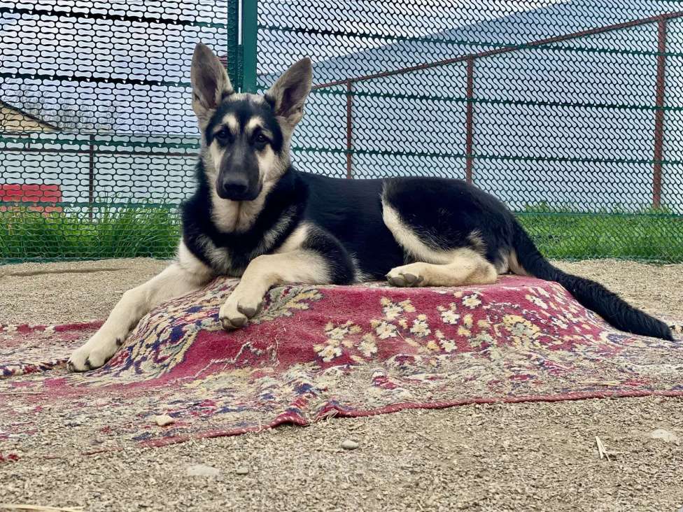 Собаки в других городах Краснодарского края: Щенок Восточноевропейской овчарки Девочка, 60 000 руб. - фото 1