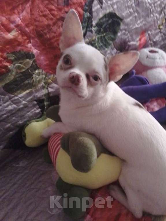 Собаки в Уфе: Чихуа Мальчик, 14 000 руб. - фото 1