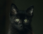 Кошки в Клине: Крошик — трогательный и нежный котёнок Мальчик, Бесплатно - фото 4
