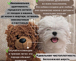 Собаки в Москве: Шикарный щенок Мальтезе 🐶 от призеров выставок🏆.  !!! Цена снижена до конца недели Мальчик, 65 000 руб. - фото 5