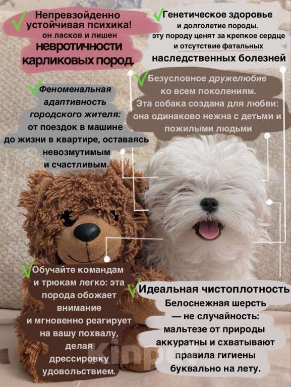 Собаки в Москве: Шикарный щенок Мальтезе 🐶 от призеров выставок🏆.  !!! Цена снижена до конца недели Мальчик, 65 000 руб. - фото 5