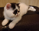 Кошки в Самаре: продажа котенка Мальчик, 20 000 руб. - фото 4