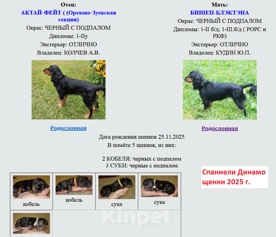 Собаки в Подольске: Щенок русского охотничьего спаниеля Девочка, Бесплатно - фото 8