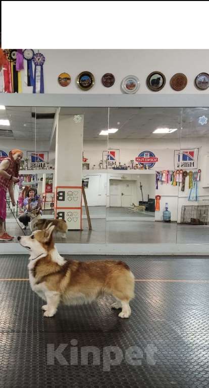 Собаки в Нижнем Новгороде: Вельш корги пемброк кобель для вязки Мальчик, 20 000 руб. - фото 4