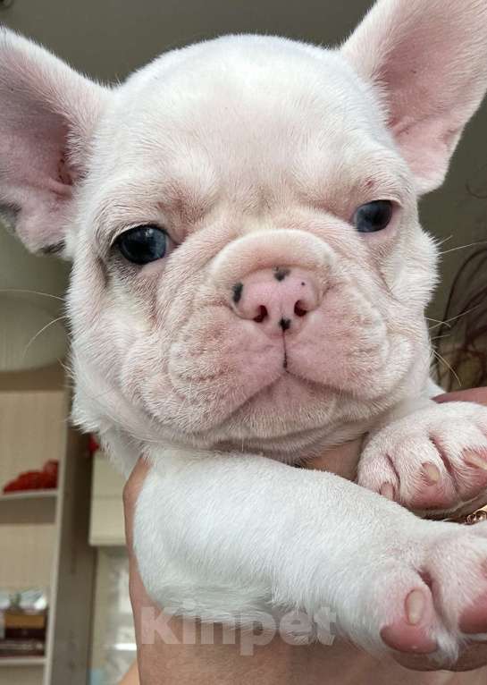 Собаки в Химках: Французский бульдог,щенки Девочка, 40 000 руб. - фото 10