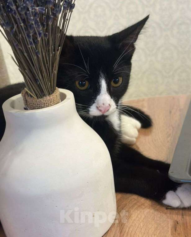 Кошки в Москве: Вася ищет дом  Мальчик, Бесплатно - фото 3