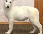 Собаки в Симферополе: Белая швейцарская овчарка (щенки) Девочка, 25 000 руб. - фото 3