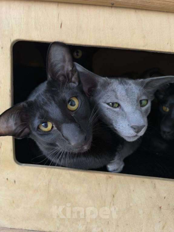 Кошки в Зеленоградске: черный орик Мальчик, 25 000 руб. - фото 4