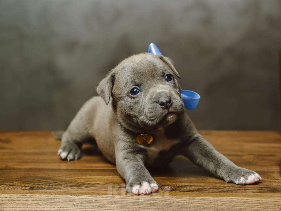 Собаки в Сургуте: Щенки Американского булли  Девочка, 60 000 руб. - фото 4