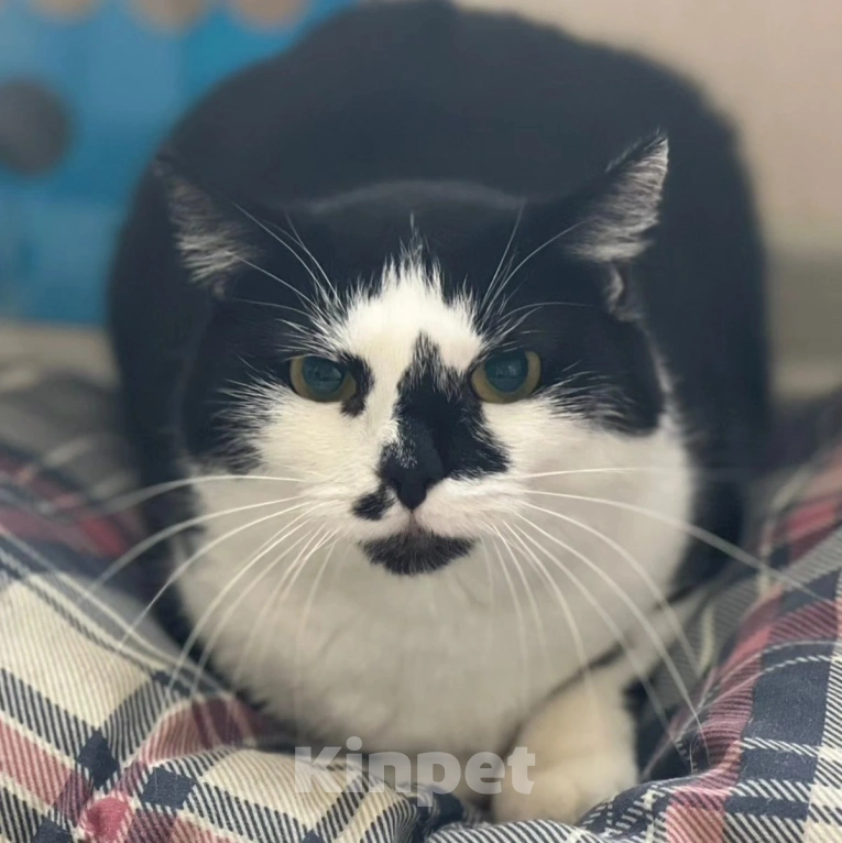 Кошки в Москве: Красивая, но никому не нужная кошечка Девочка, Бесплатно - фото 5