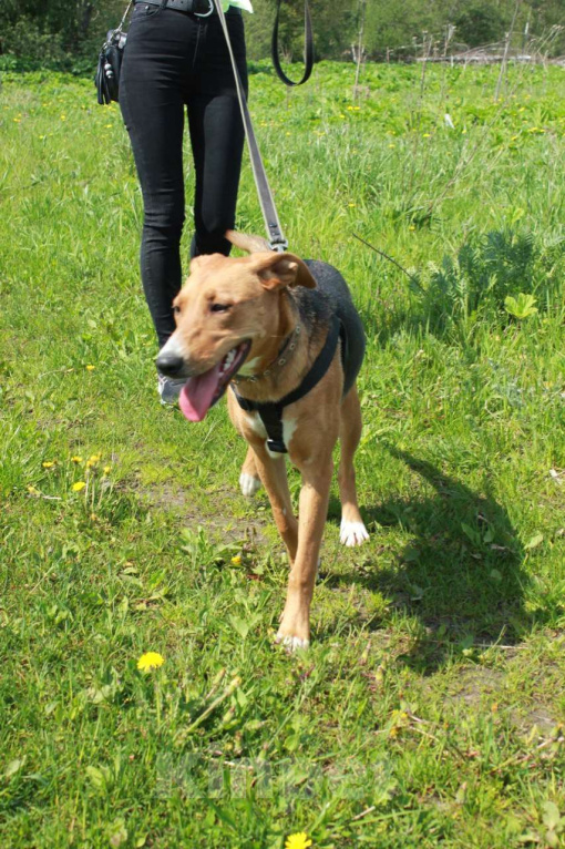 Собаки в других городах Московской области: Лика. Похожа на русскую гончую. В добрые руки Девочка, Бесплатно - фото 7
