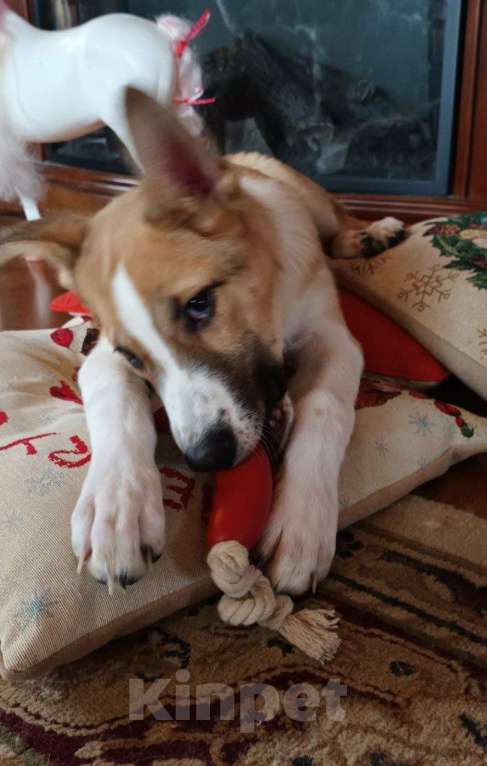 Собаки в Щелково: Балта якутенок в добрые руки Девочка, Бесплатно - фото 8