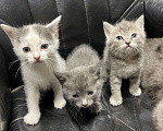 Кошки в Щелково: Русские голубые котята отдам даром  Мальчик, Бесплатно - фото 2