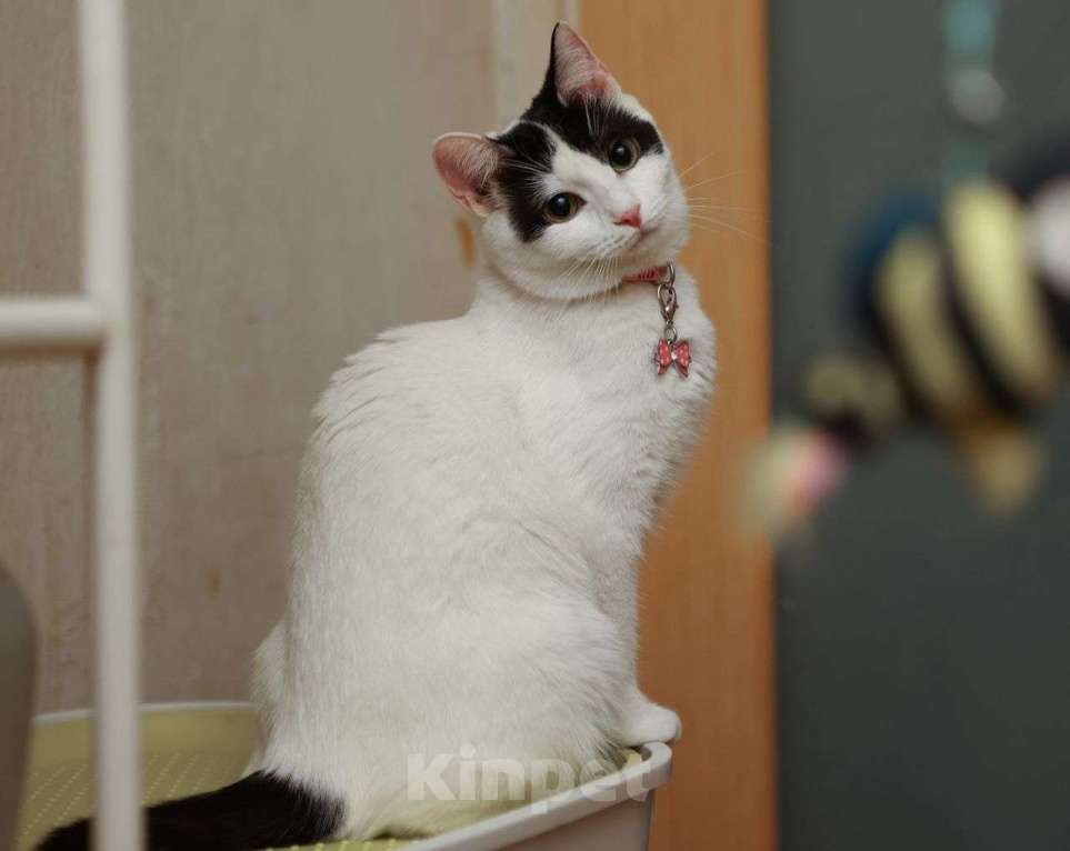 Кошки в Москве: Ни одного отклика не пришло на малышку Боню 💔 Неужели она так и не найдет дом? Девочка, Бесплатно - фото 2