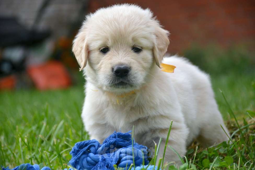 Собаки в Москве: Щенки золотистого ретривера. Мальчик, Бесплатно - фото 7