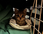 Кошки в Санкт-Петербурге: Котенок (девочка) 1.5м в добрые руки! Девочка, Бесплатно - фото 3