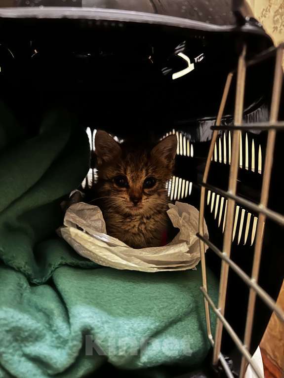 Кошки в Санкт-Петербурге: Котенок (девочка) 1.5м в добрые руки! Девочка, Бесплатно - фото 3