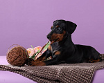 Собаки в Москве: Щенки цвергпинчера Разнополые, 60 000 руб. - фото 5