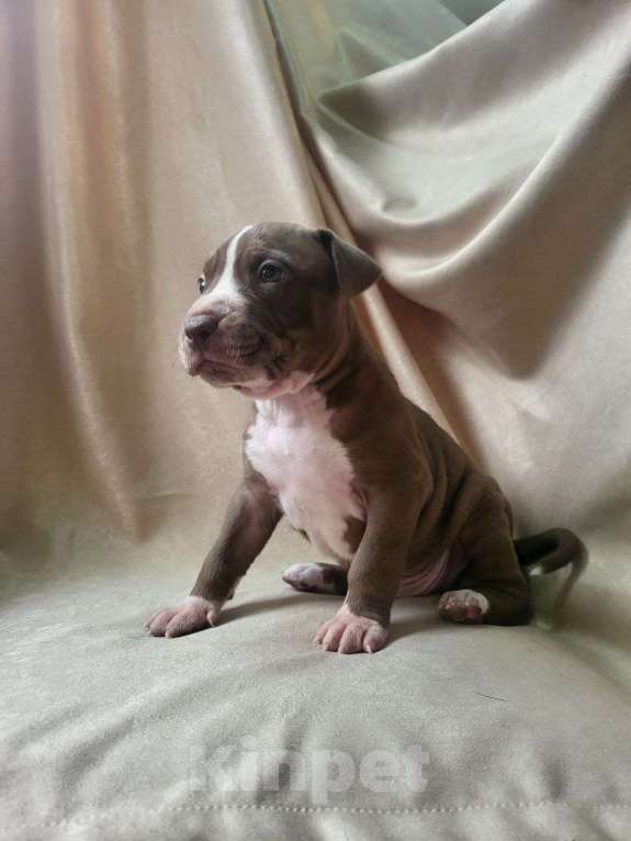 Собаки в Москве: Американский Булли XL Мальчик, 350 000 руб. - фото 7
