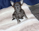 Собаки в Москве: ДЕВОЧКА чихуахуа Девочка, 39 000 руб. - фото 2