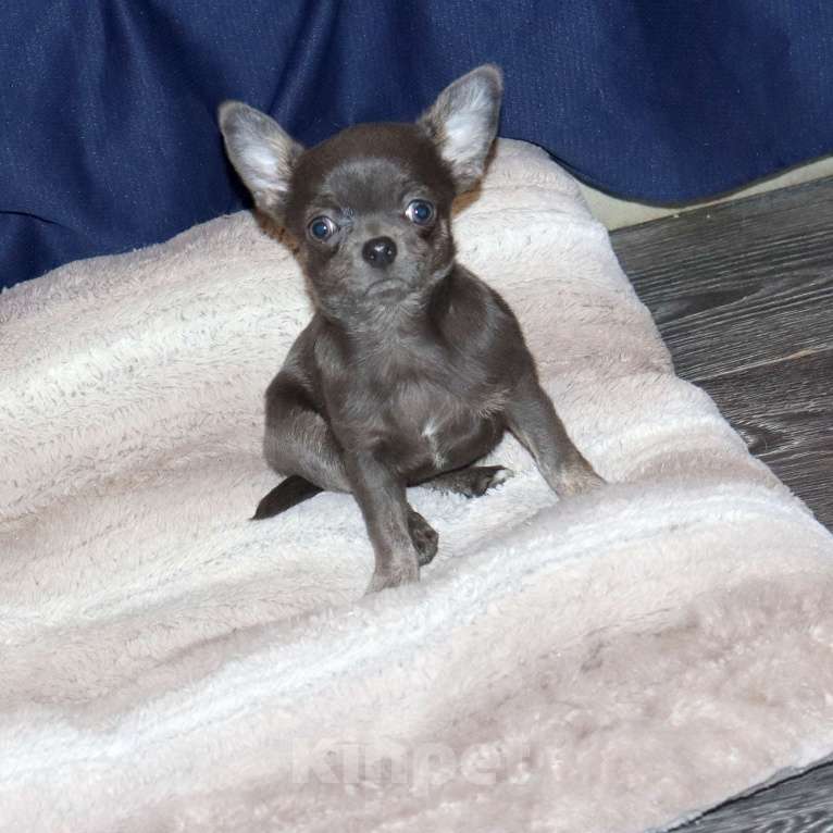 Собаки в Москве: ДЕВОЧКА чихуахуа Девочка, 39 000 руб. - фото 2
