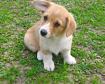 Собаки в Печоре: Вельш корги пемброк Девочка, 50 000 руб. - фото 3