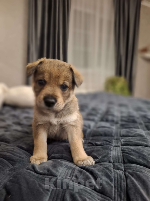 Собаки в других городах Московской области: Щенки метиса бордер-колли и бельгийской овчарки Разнополые, 1 000 руб. - фото 1