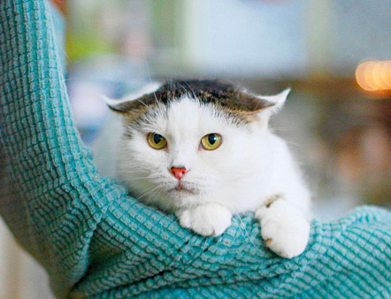 Маленький белёк кошечка Люся в добрые руки