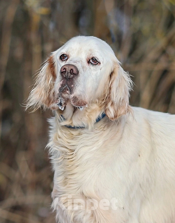 Собаки в Москве: Лео - конопатый ангел ищет семью  Мальчик, 1 000 руб. - фото 5