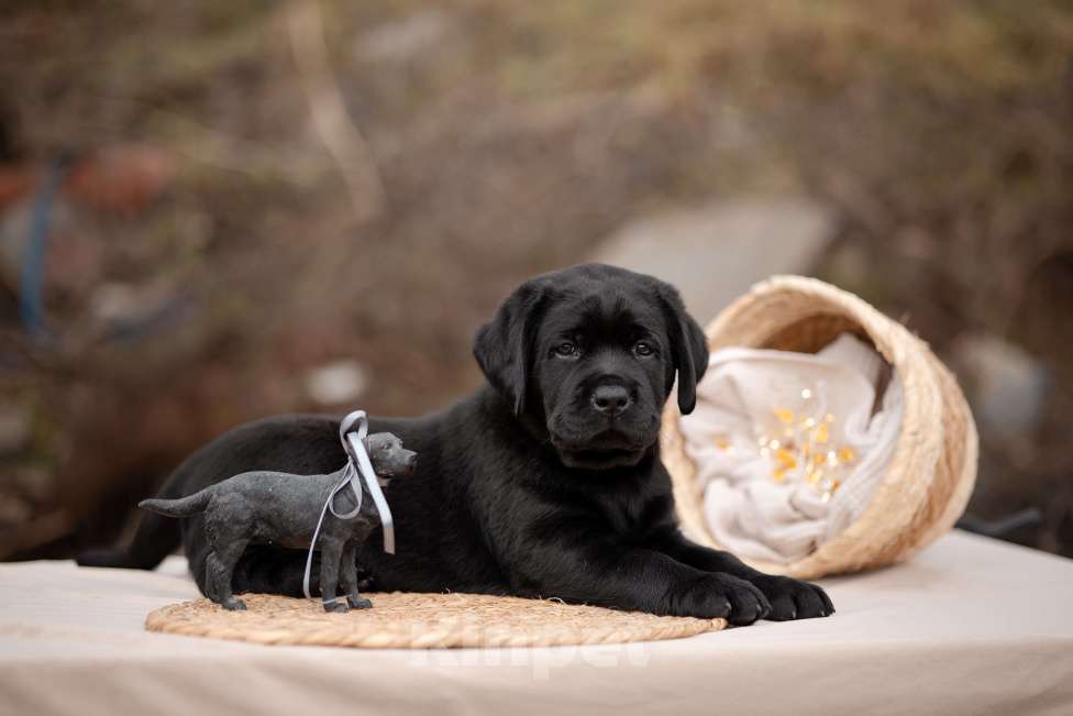 Собаки в Новороссийске: щенки лабрадора Мальчик, Бесплатно - фото 4