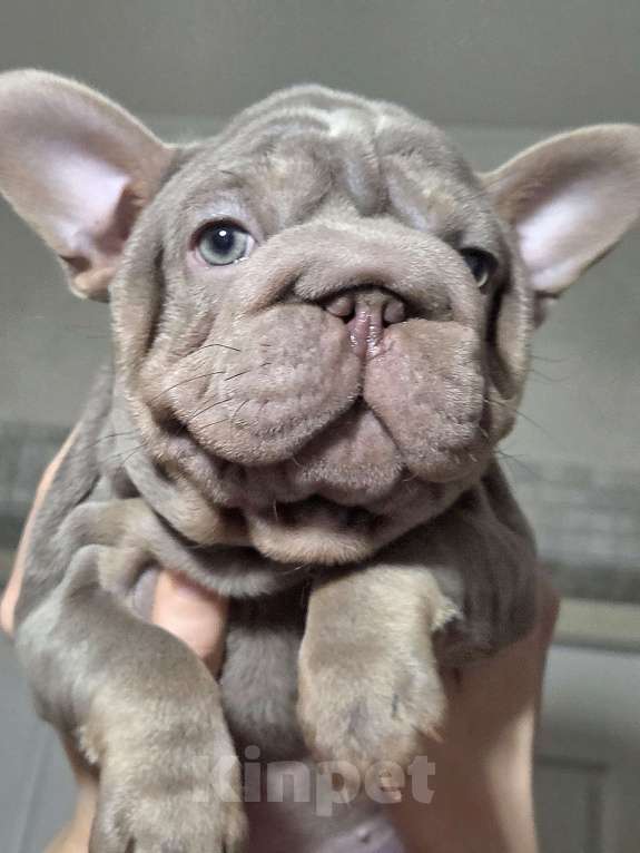 Собаки в Москве: Французская булочка Девочка, Бесплатно - фото 4