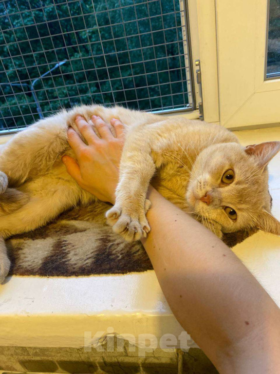 Кошки в Москве: Рыжий кот Персик ищет дом! Мальчик, Бесплатно - фото 2