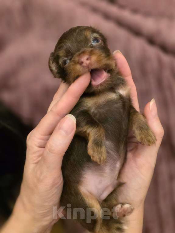 Собаки в Москве: Солнечный красавчик Русский той Мальчик, 45 000 руб. - фото 3