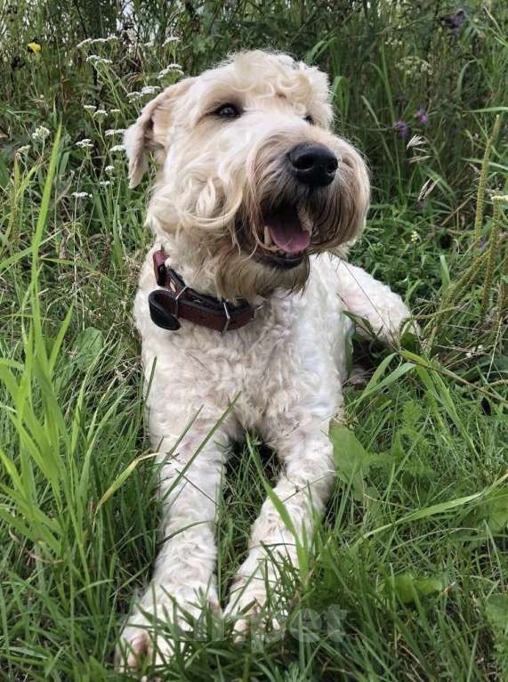 Собаки в других городах Московской области: Пропала собака Фелиция Девочка, 30 000 руб. - фото 2