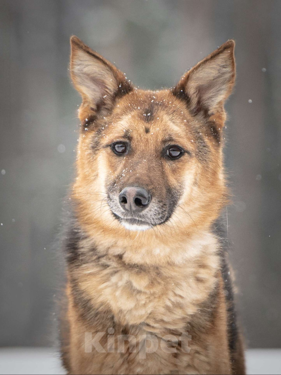 Собаки в Клине: Фундук — ласковый добряк, который ищет свою семью Мальчик, Бесплатно - фото 7