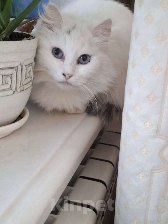 Кошки в Москве: Кошечка Эльза в добрые руки Девочка, Бесплатно - фото 8