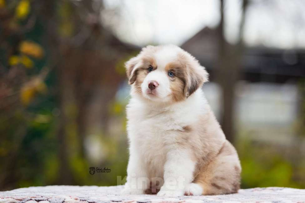 Собаки в Москве: Миниатюрная американская овчарка (мини-аусси) Мальчик, 150 000 руб. - фото 2