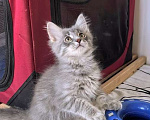 Кошки в Москве: Котёнок Дымок ищет семью! Мальчик, Бесплатно - фото 4