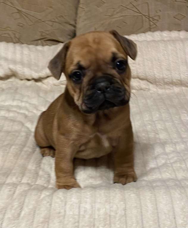 Собаки в Санкт-Петербурге: Шикарный мальчик французского бульдога  Мальчик, 45 000 руб. - фото 10