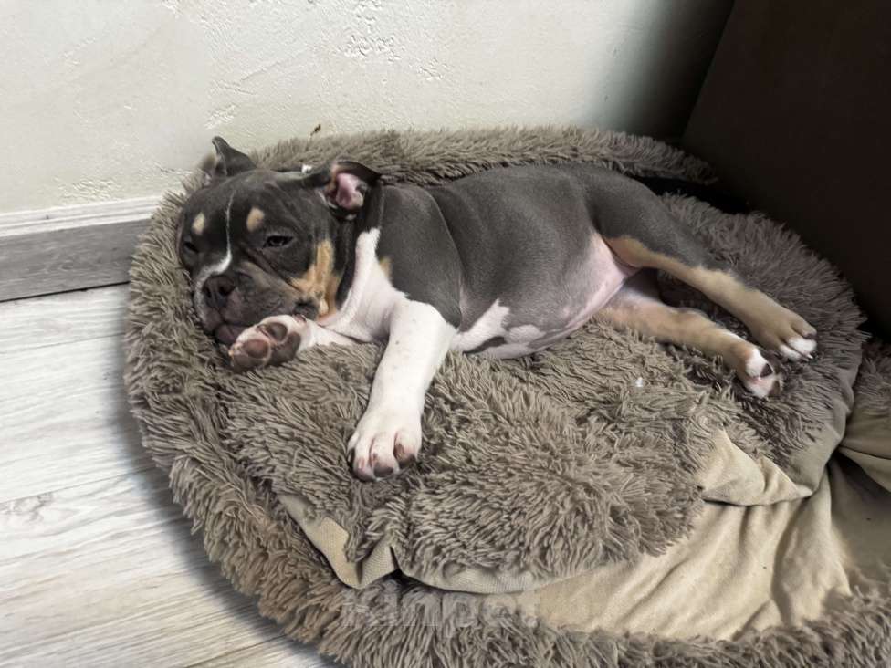 Собаки в Москве: Голубой триколор Девочка, 70 000 руб. - фото 7